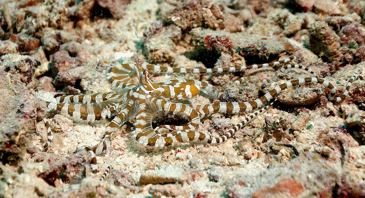 Sipadan_2015_Pieuvre Wunderpus_Wunderpus photogenicus_IMG_2456_rc.jpg
